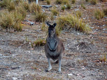 Kangaroo - Australie